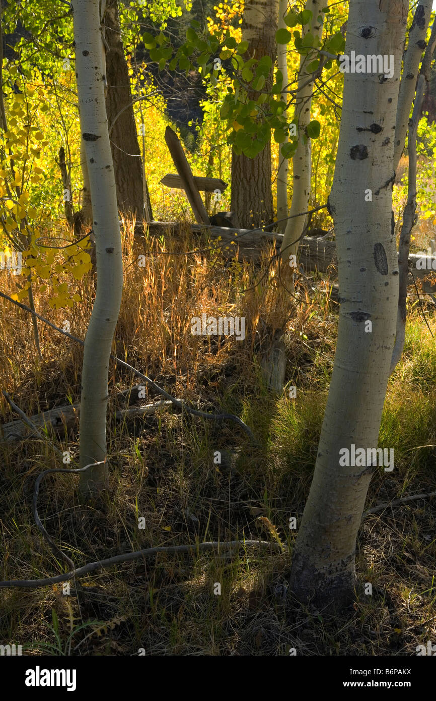 Sawtooth Mountains, in der Nähe von Stanley, Idaho, Herbst, Grab, Geisterstadt, Aspen, Custer, Idaho, Land des Yankee Gabel State Park Stockfoto