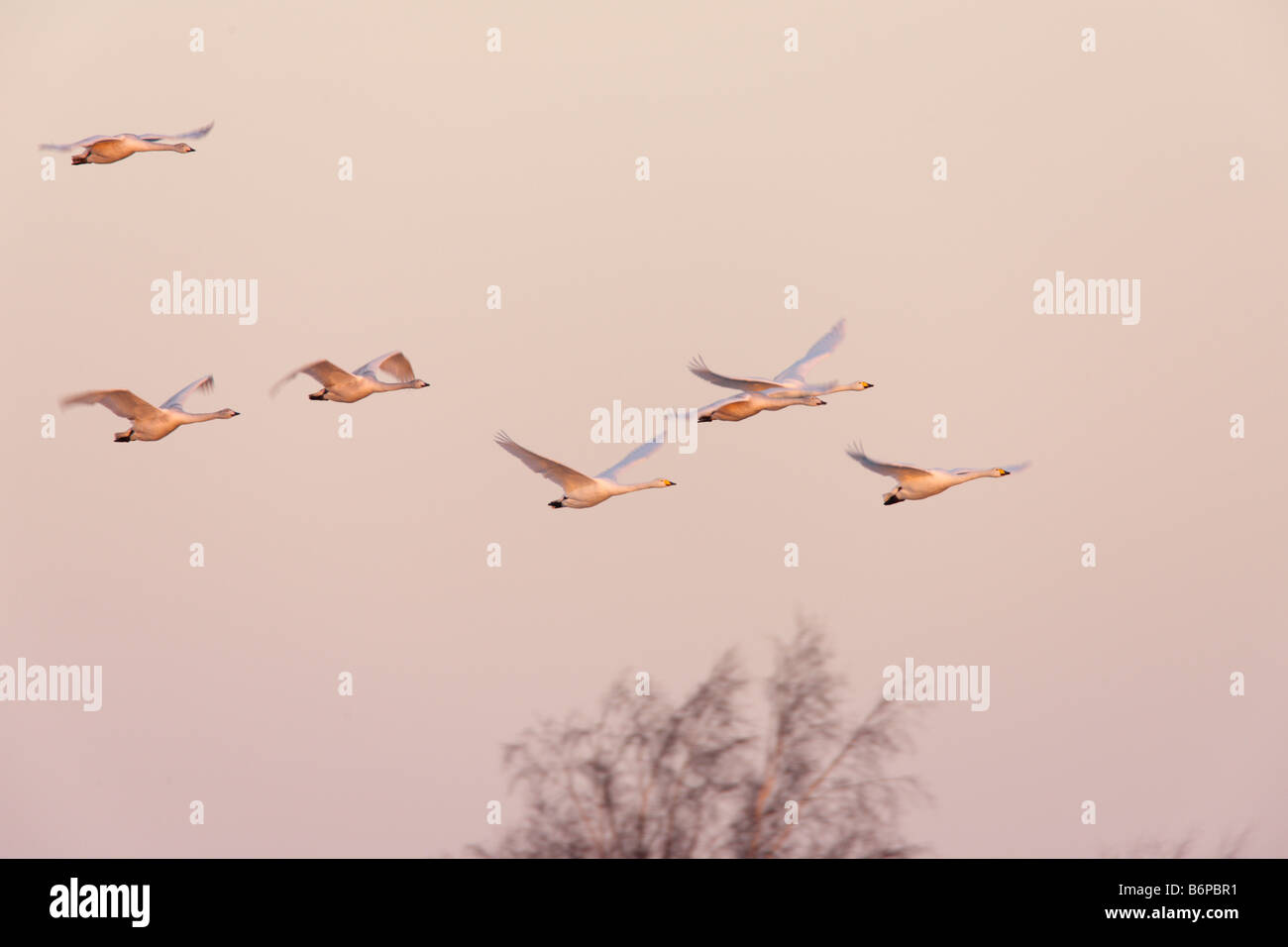 Whooper Schwäne Cygnus Cygnus im Flug am frühen Morgen Welney Norfolk Stockfoto