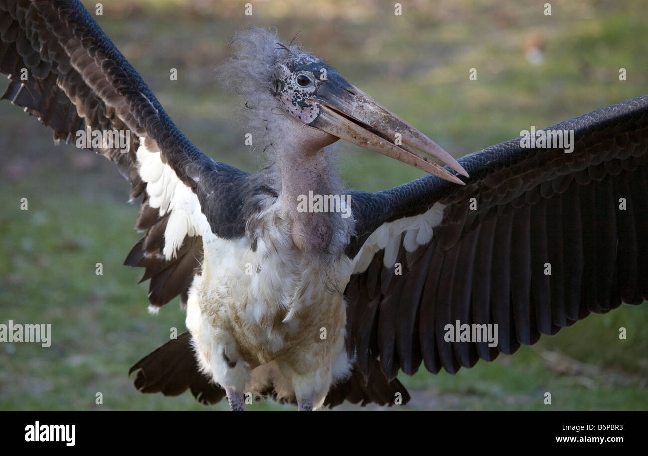 Marabou Storch - Leptoptilos crumeniferus Stockfoto