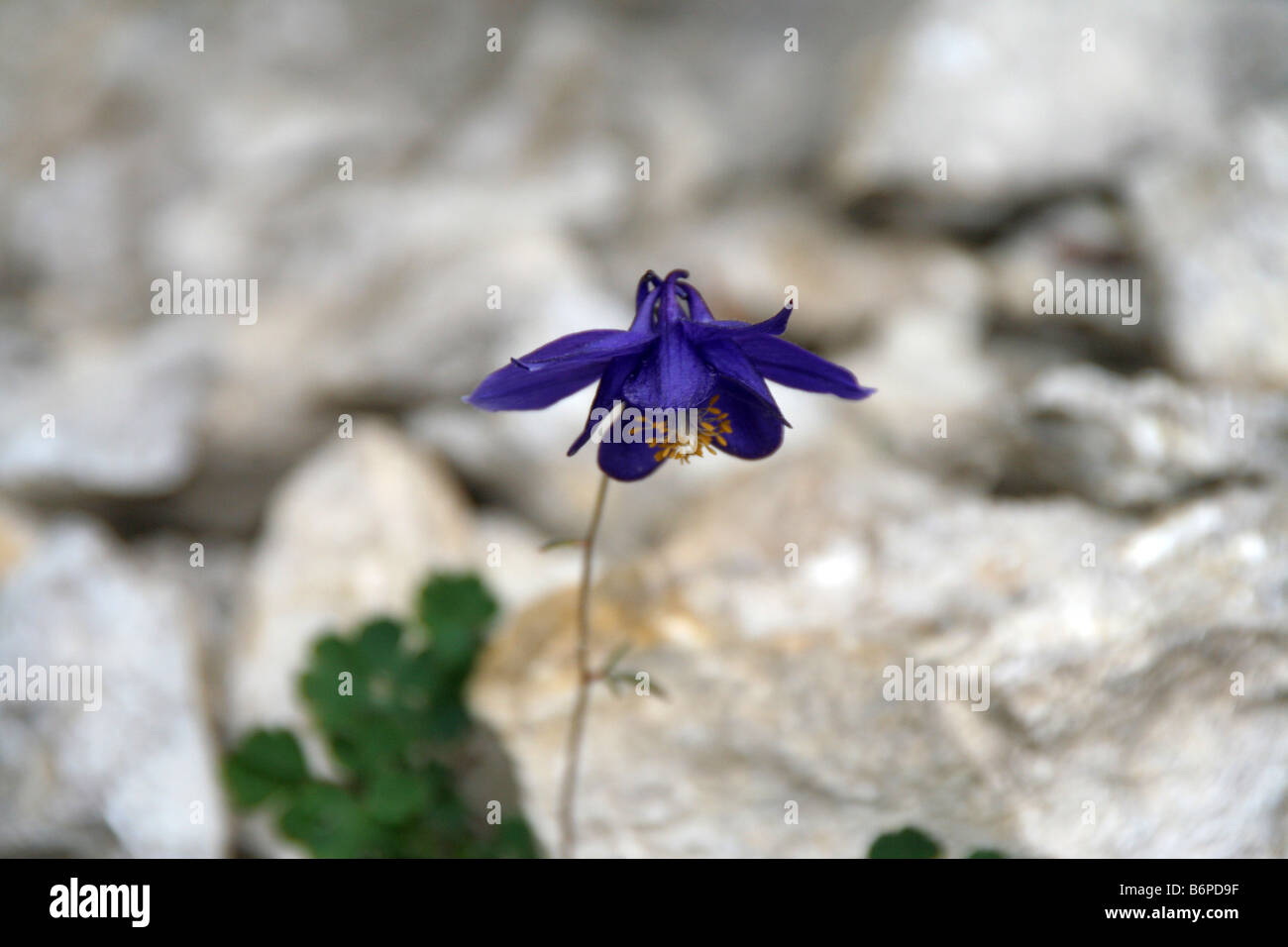 Alpine Dunkle Akelei in den italienischen Dolomiten Stockfoto