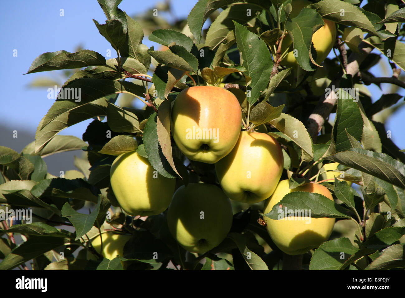 Äpfel, die Reifung in einem Obstgarten in Italien Val Venosta Vinschgau South Tyrol Alto Adige Sud Tirol Stockfoto