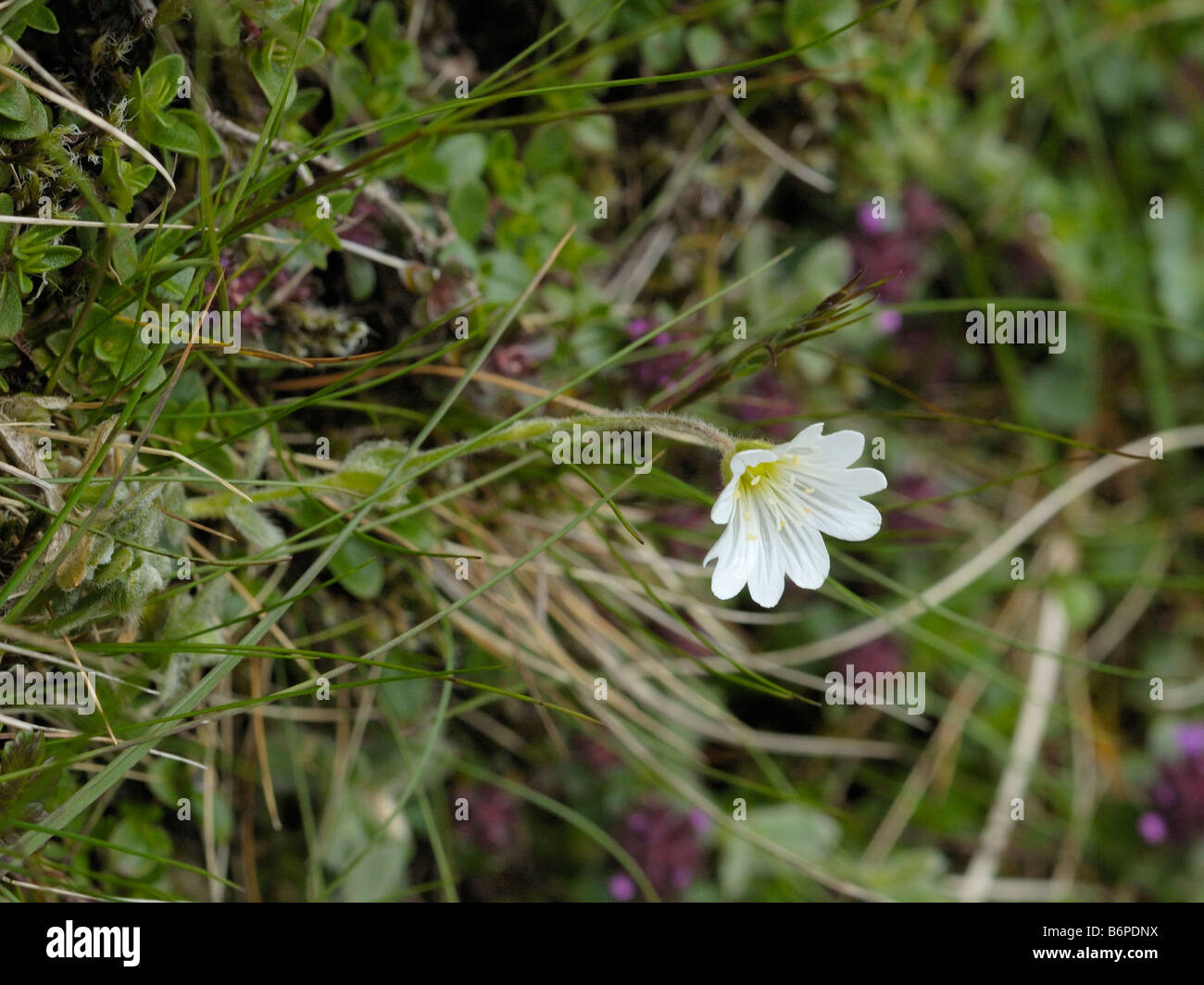 Alpine Hornkraut, Cerastium alpinum Stockfoto