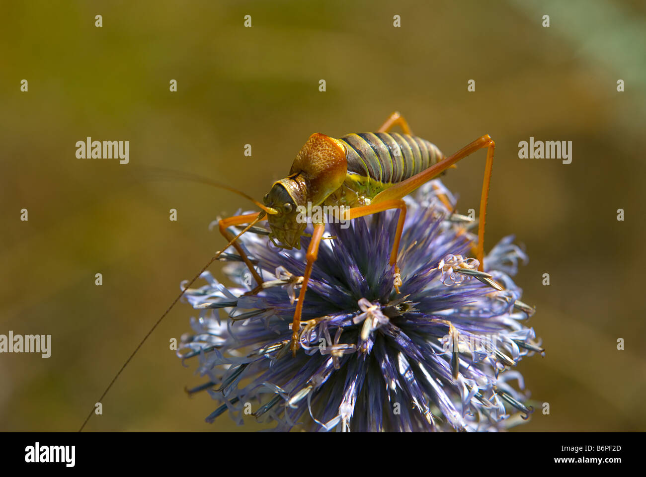 Ephippiger Stockfoto