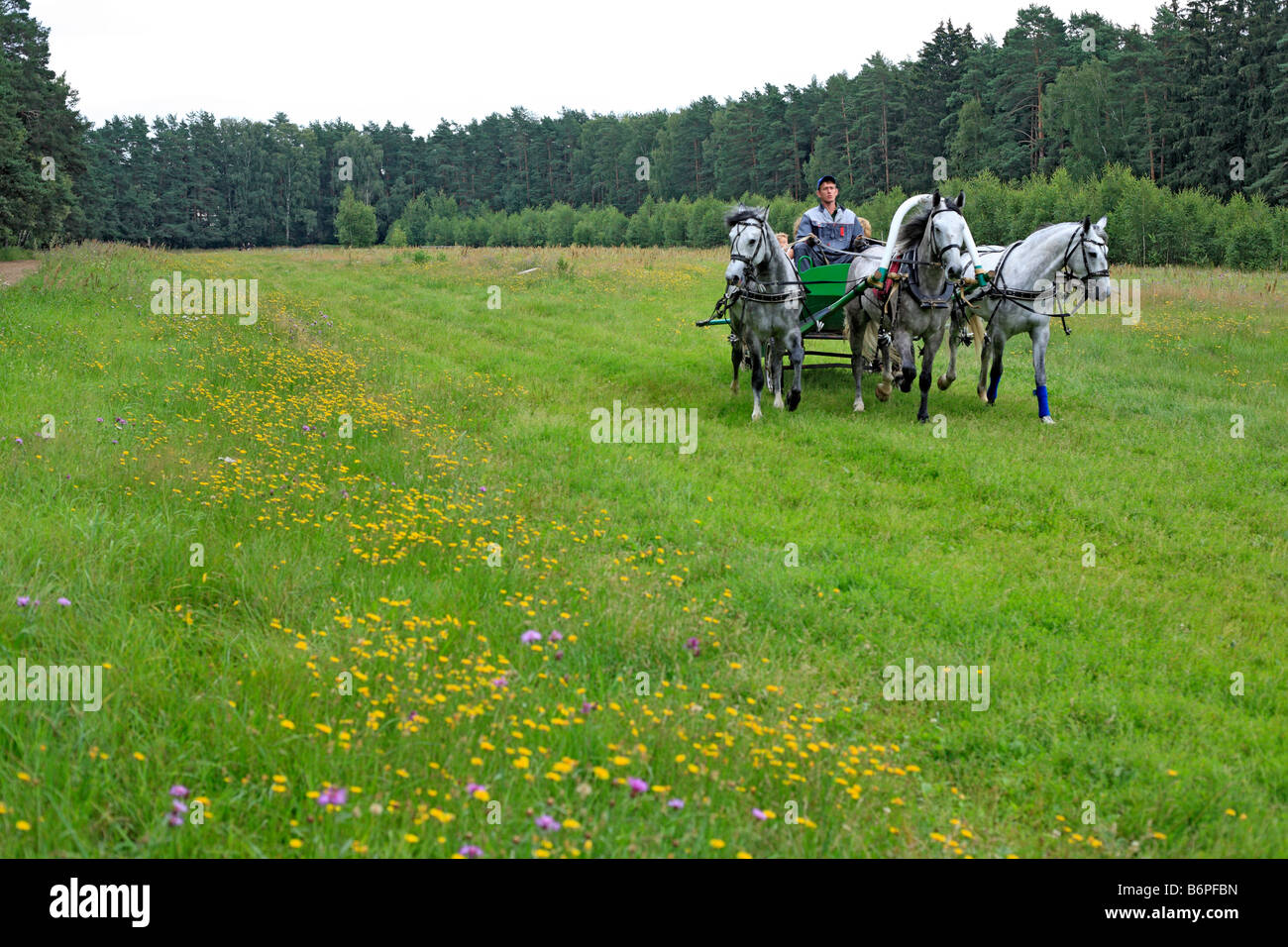 Troika, russische traditionelle Pferd Team fahren, Moscow Region, Russland Stockfoto