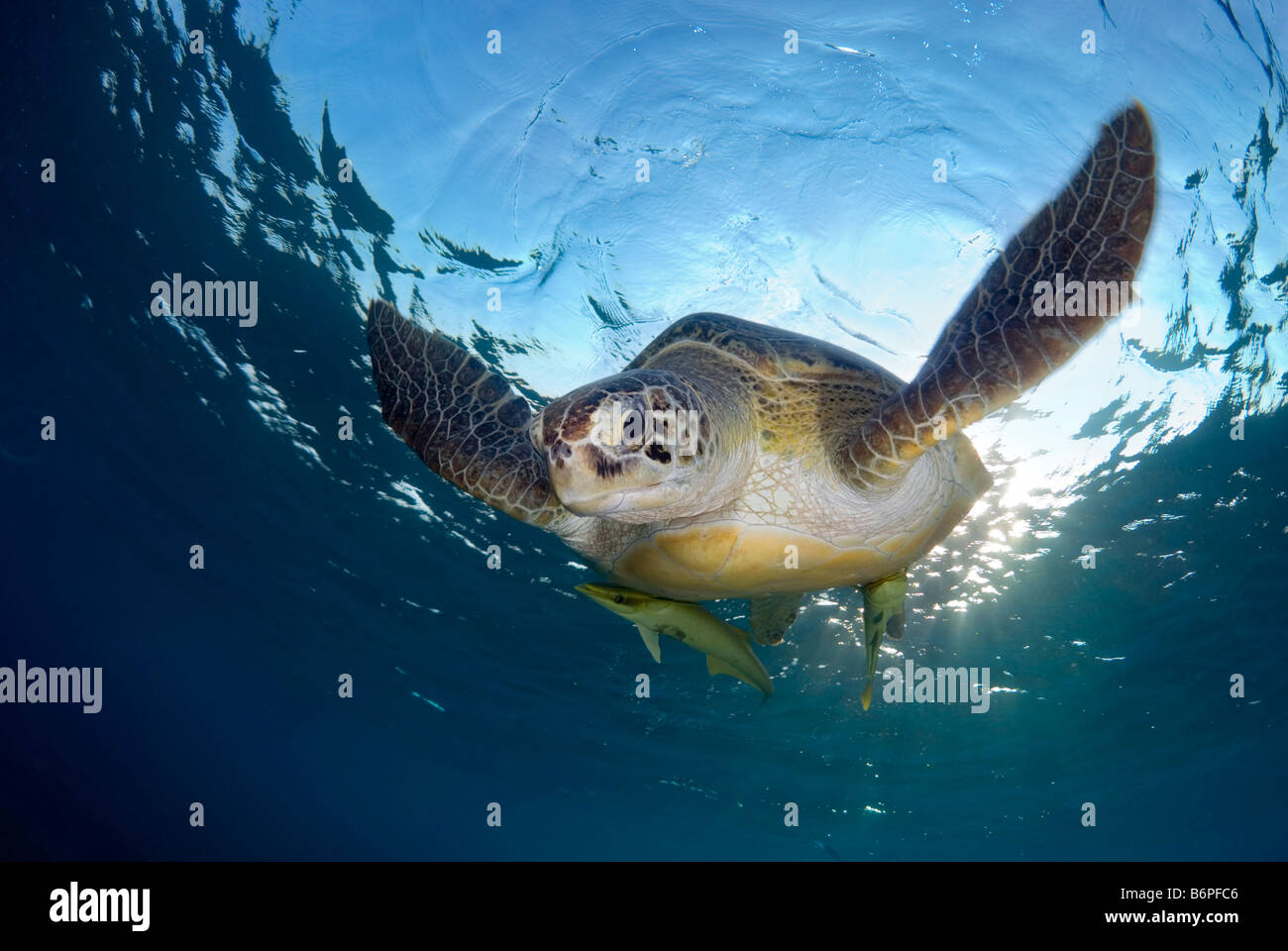 Grüne Meeresschildkröte, Chelonia Mydas, Schwimmen im seichten Wasser nach atmen an der Oberfläche. Stockfoto
