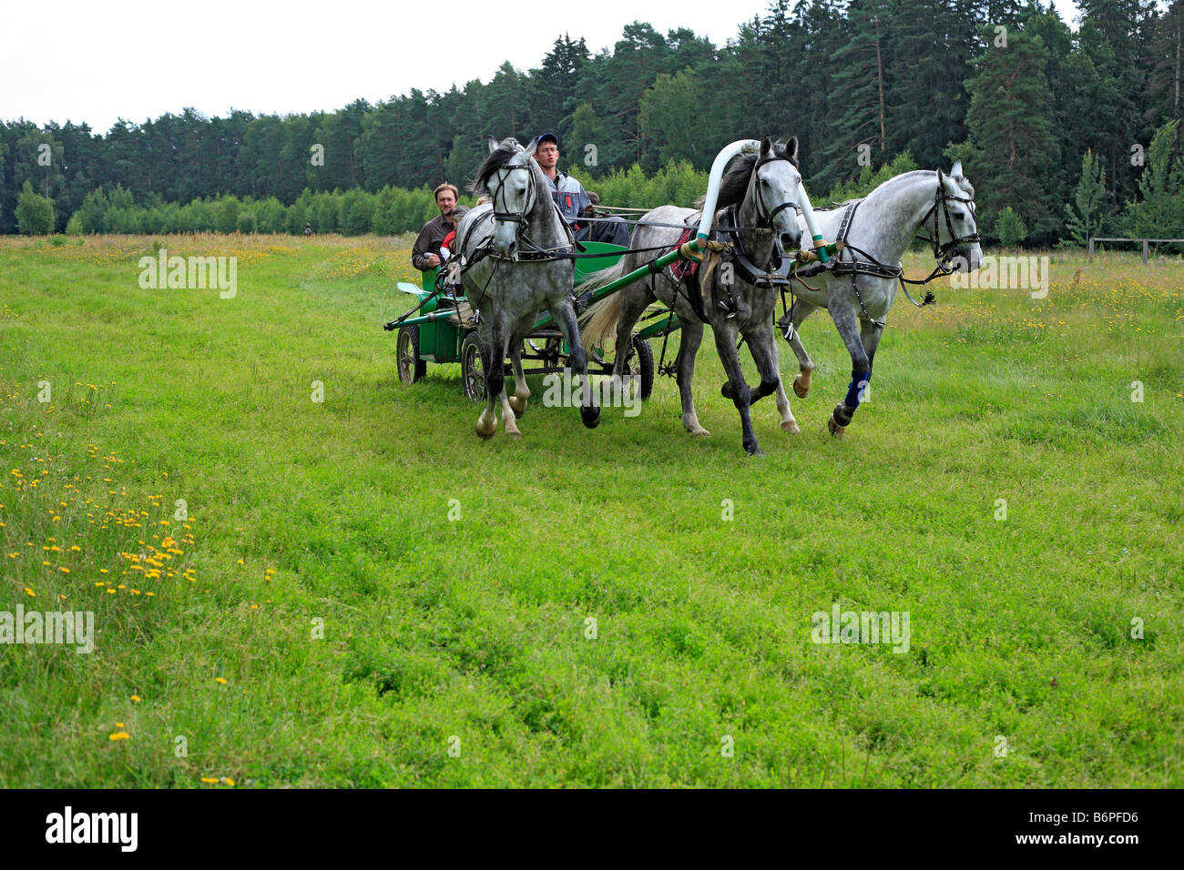 Troika, russische traditionelle Pferd Team fahren, Moscow Region, Russland Stockfoto