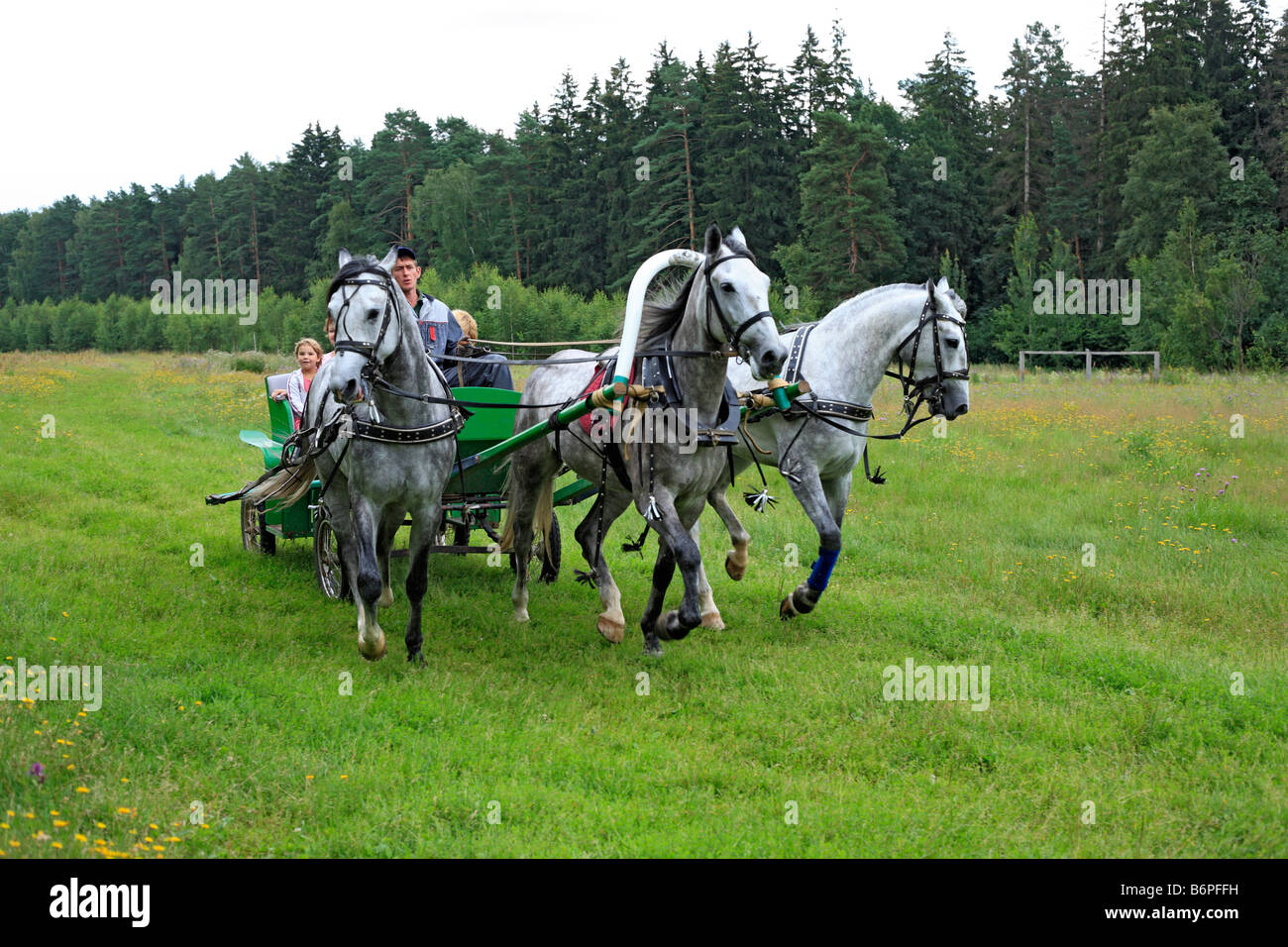 Troika, russische traditionelle Pferd Team fahren, Moscow Region, Russland Stockfoto