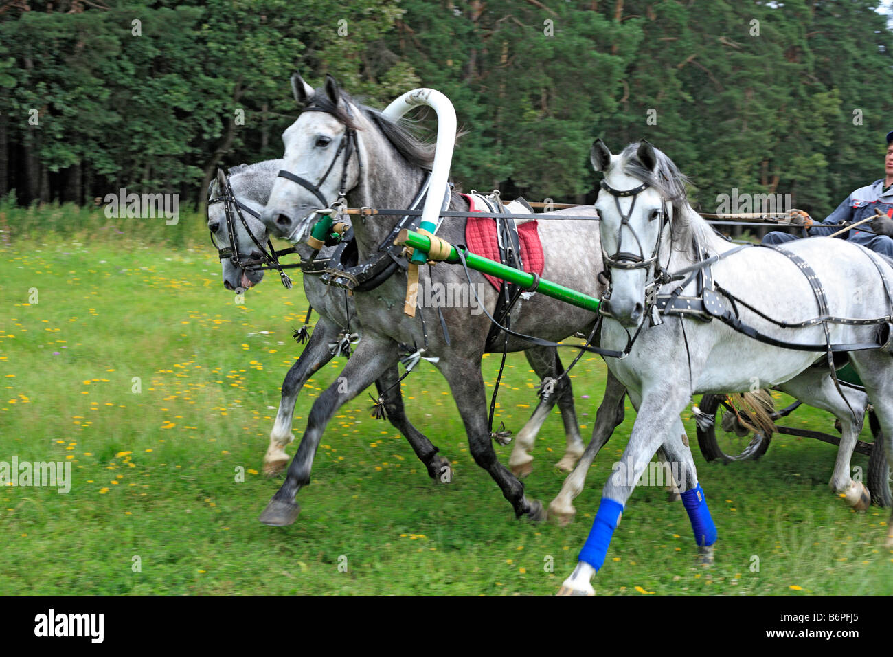 Troika, russische traditionelle Pferd Team fahren, Moscow Region, Russland Stockfoto