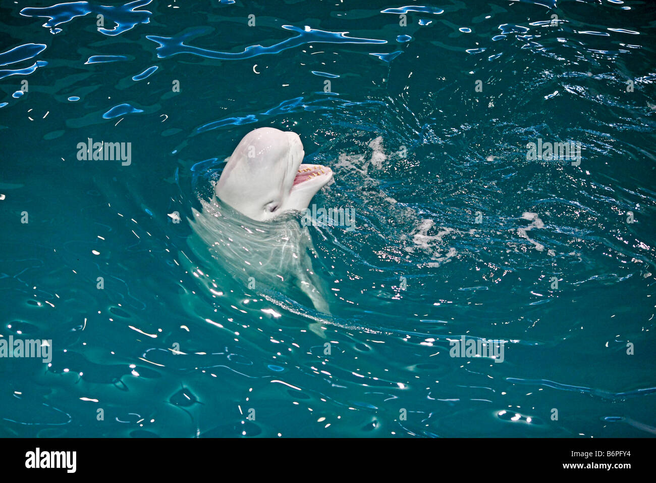 Beluga, Weißwal (Delphinapterus Leucas) im Delfinarium, Moskau, Russland Stockfoto