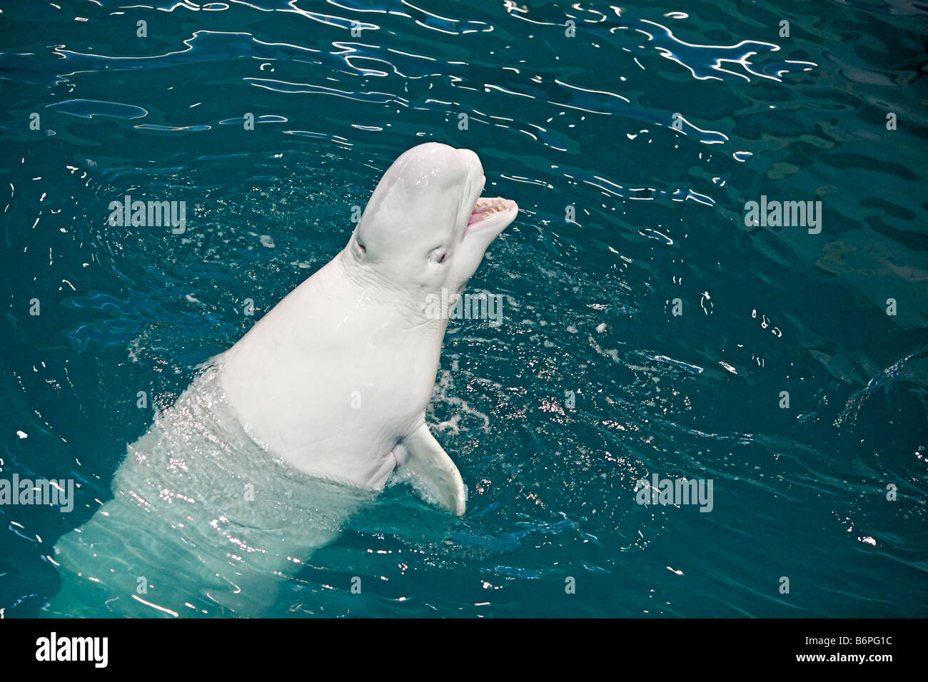 Beluga, Weißwal (Delphinapterus Leucas) im Delfinarium, Moskau, Russland Stockfoto