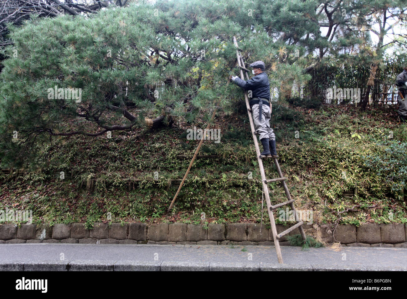 Ein Japaner trimmt wieder Bäume, während auf eine traditionelle Holzleiter stehend Stockfoto