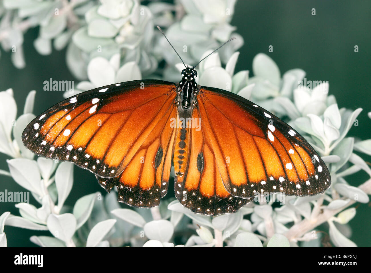 Soldat Danaus Eresimus Mission Texas USA 5 November erwachsenen männlichen Danainae Stockfoto