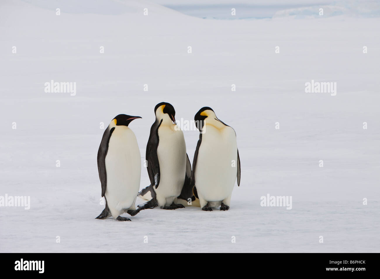 Gruppe von Kaiserpinguinen stehen auf gefrorenem Meerwasser oder Festeis in der Weddell-Meer der Antarktis. Stockfoto
