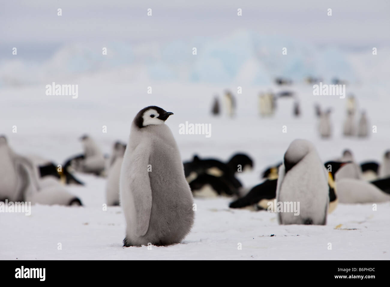 Adorable cute Kaiserpinguine Küken Baby pinguin Downy soft Suchen auf Eis und Schnee in der Snow Hill rookery Weddell Meer Antarktis Stockfoto