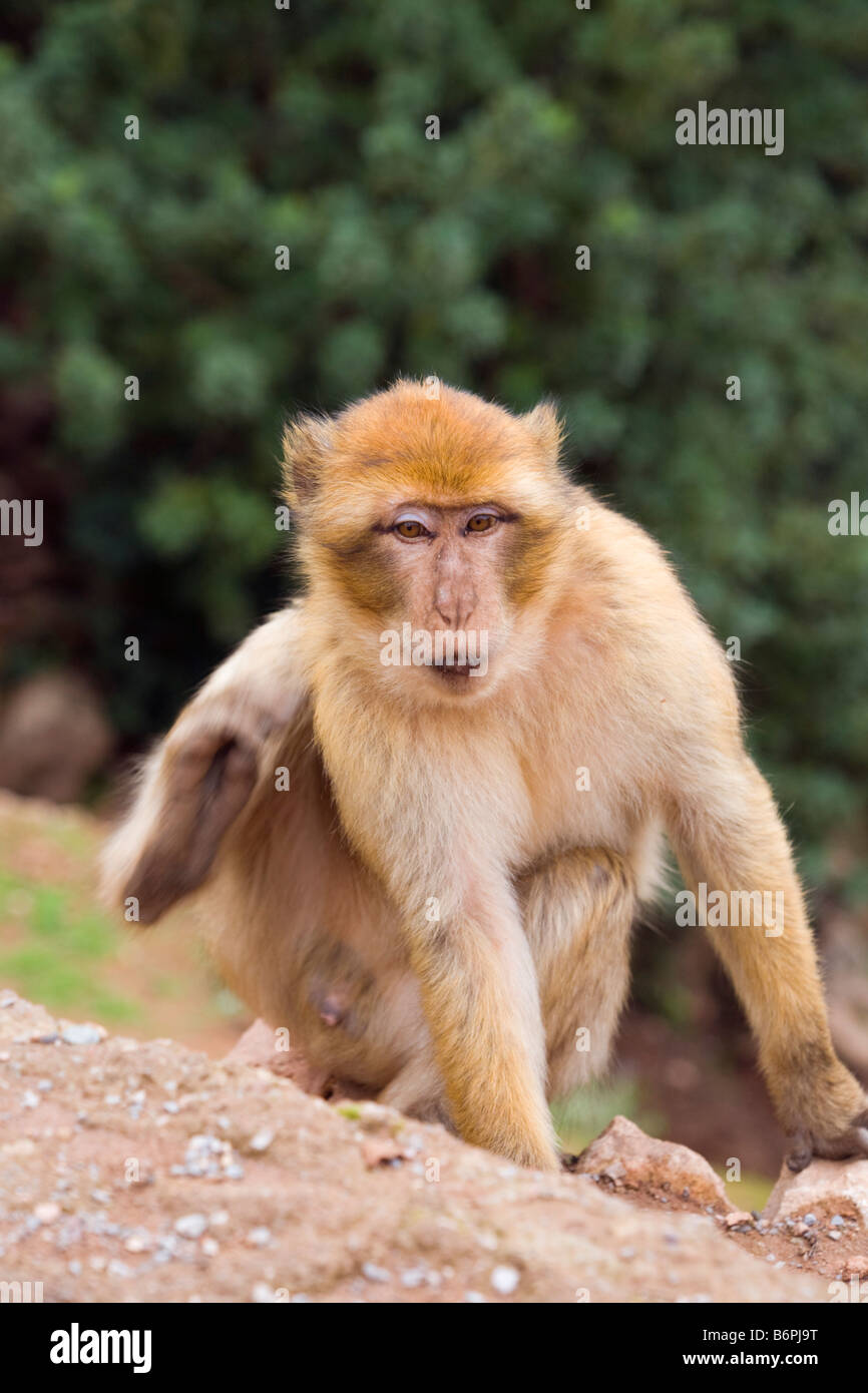 Azilal Marokko Barbary Macaque Macaca Sylvanus kratzen Stockfoto