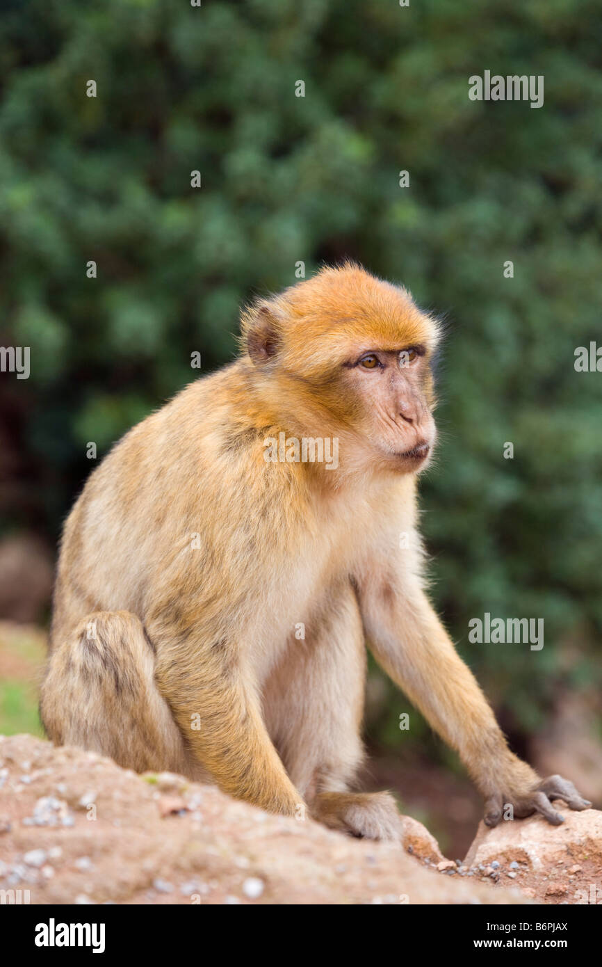 Azilal Marokko Barbary Macaque Macaca sylvanus Stockfoto