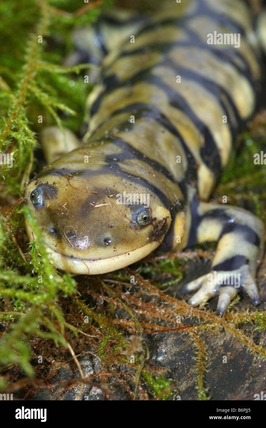 Z.B. Mavortium - Tigrinum verjährt Tiger salamander Stockfoto