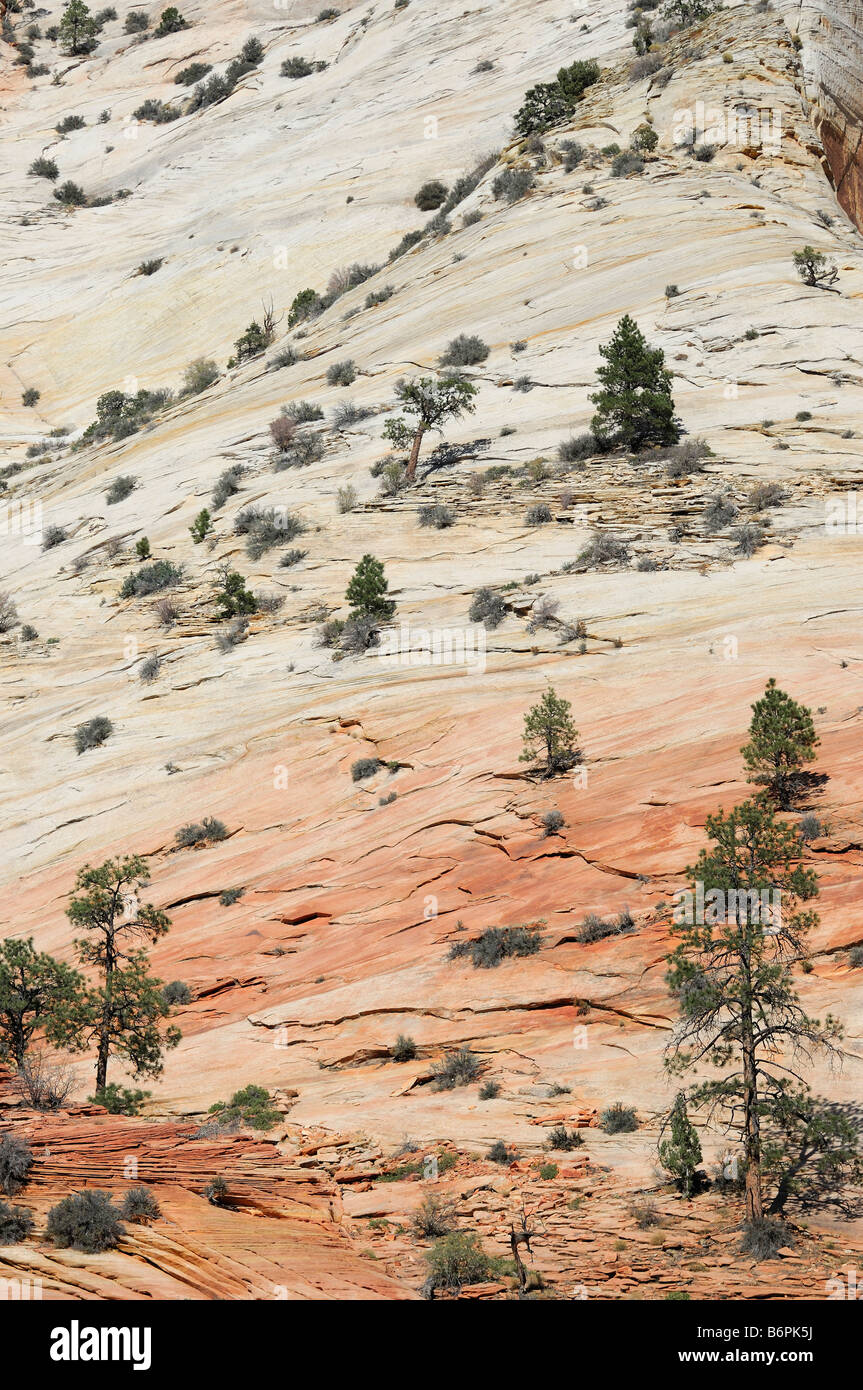 Abstrakte Sicht von Navajo und Kayenta Sandstein entlang Highway 9 in Zion National Park in Utah Stockfoto