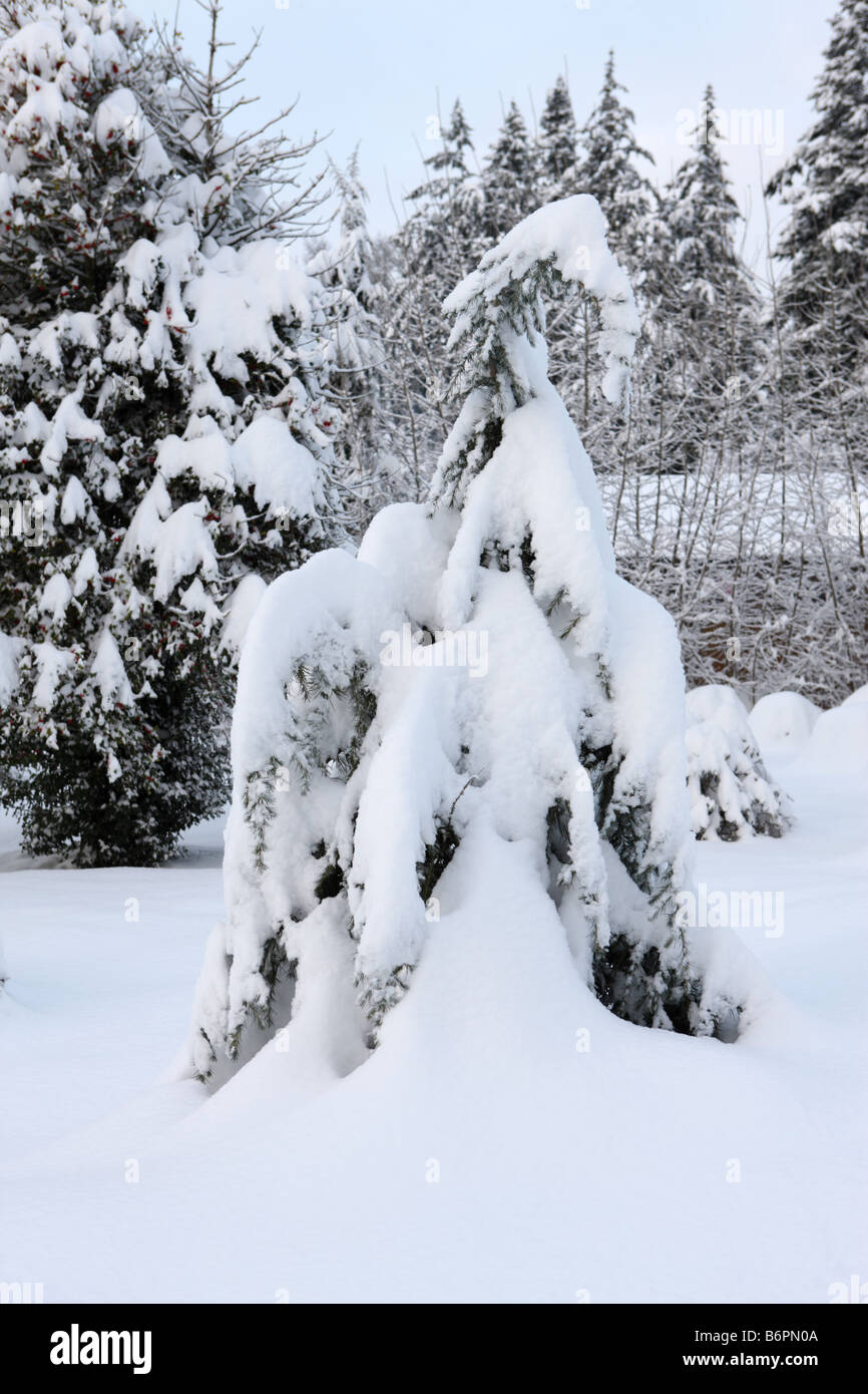 Schneebedeckte Bäume im Hof Stockfoto