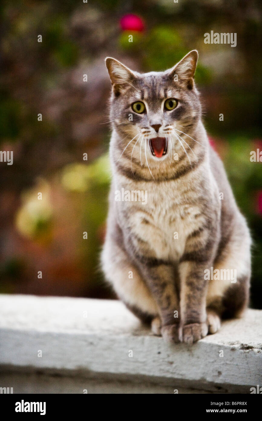 Eine Katze sitzt auf einem Zaun und offenbar erschrocken bereit Stockfoto