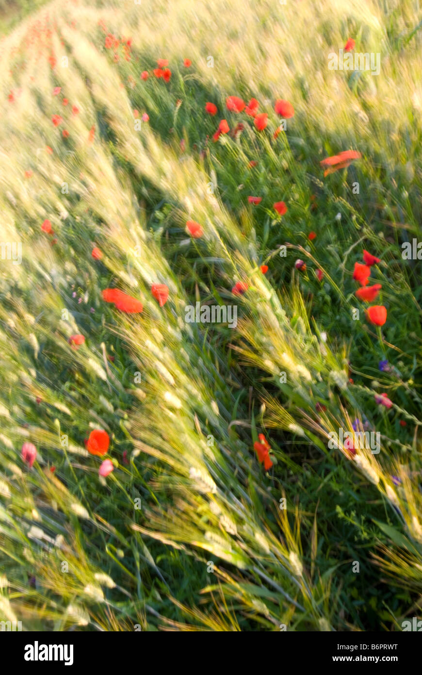 Lunghezza, in der Nähe von Rom, Mohn und Mais, Landschaft Stockfoto