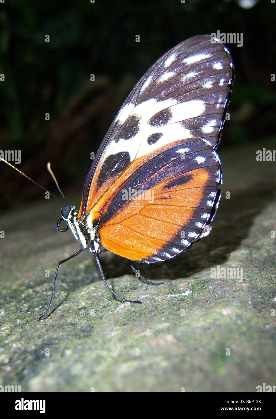 Schmetterling im kanadischen Schmetterlingshaus Stockfoto