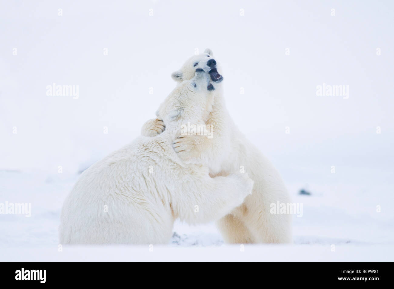 Eisbären Ursus maritimus Frühlingsjungen spielen mit zwei 2 Jahre alten Bären auf dem Packeis vor der Arktis Stockfoto