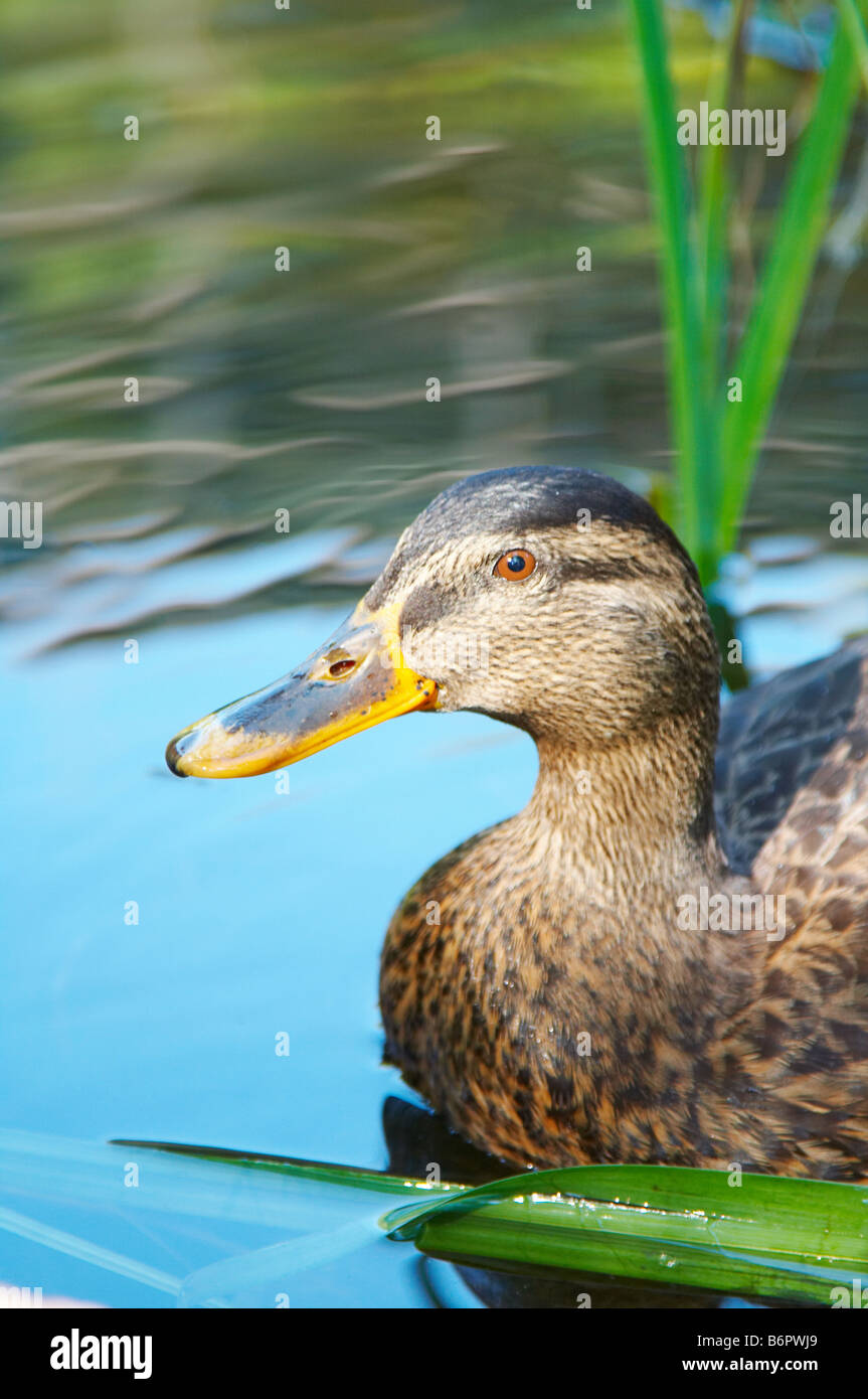 Ente auf dem Wasser Stockfoto