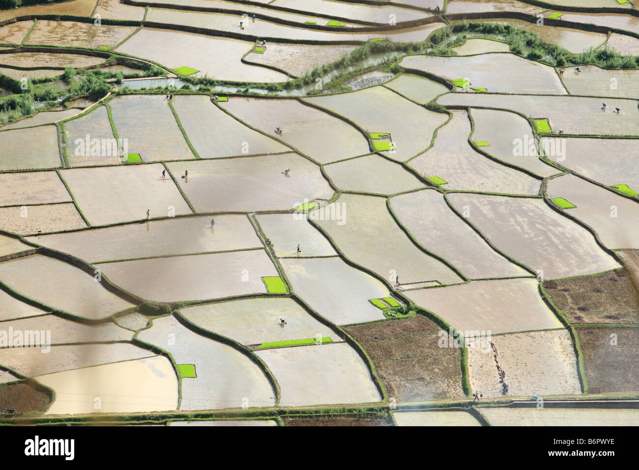 Reisfeld, gefüllt mit vielen Pfaden in Mai Chau Tal durchlaufen Stockfoto