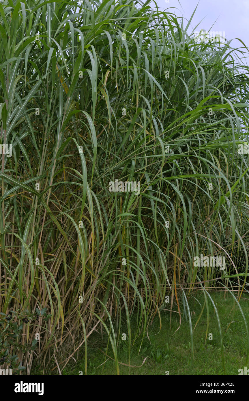 Chinesische Silber Grass, Tigergras (Miscanthus Giganteus). Nach dem dritten Jahr erreicht die Pflanze in vollen Größe Stockfoto