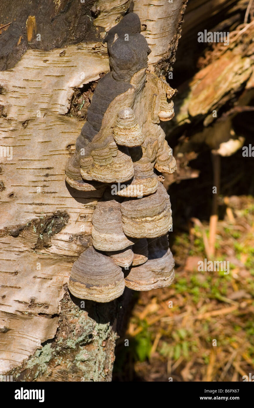 HUF PILZ ZÜNDSTOFF FOMENTARIUS Stockfoto