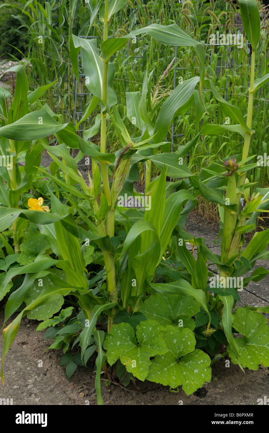 Milpa ist ein Anbau System verwendet in ganz Mesoamerika. Milpa Landwirtschaft produziert Mais Bohnen Limabohnen und Kürbis Stockfoto