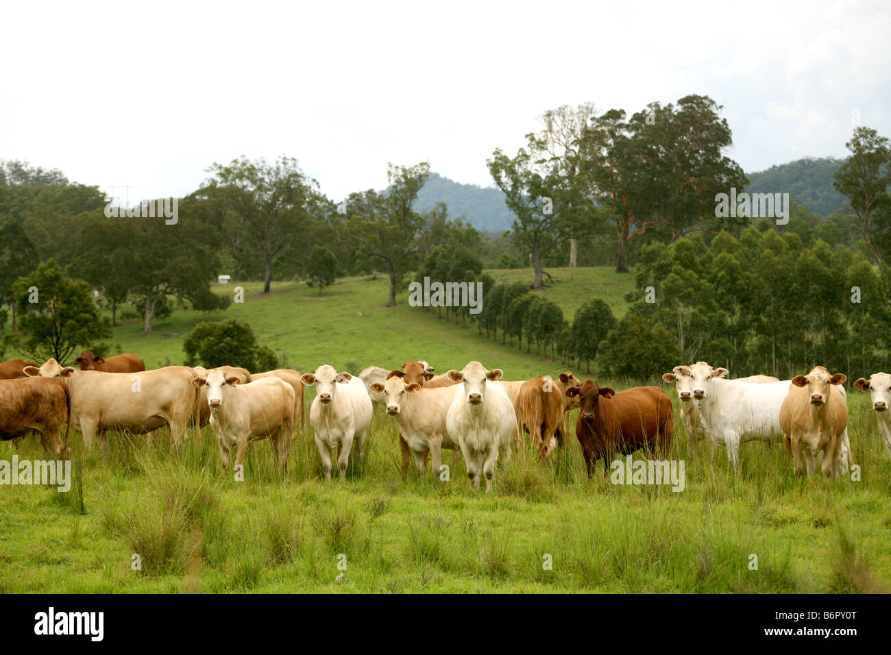 Kühe in New South Wales Australien Stockfoto