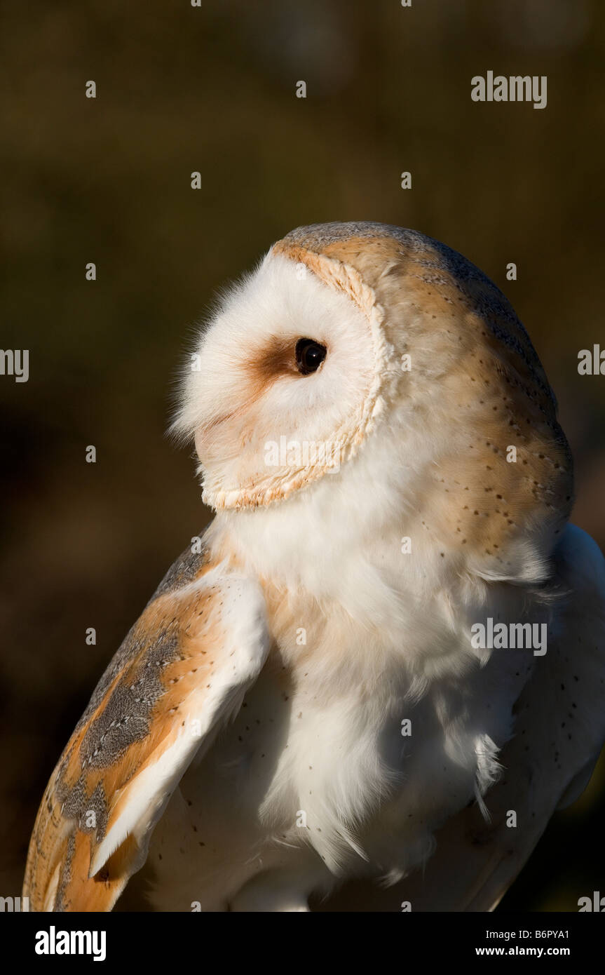 Schleiereule mit Kopf um 180 Grad gedreht Stockfoto