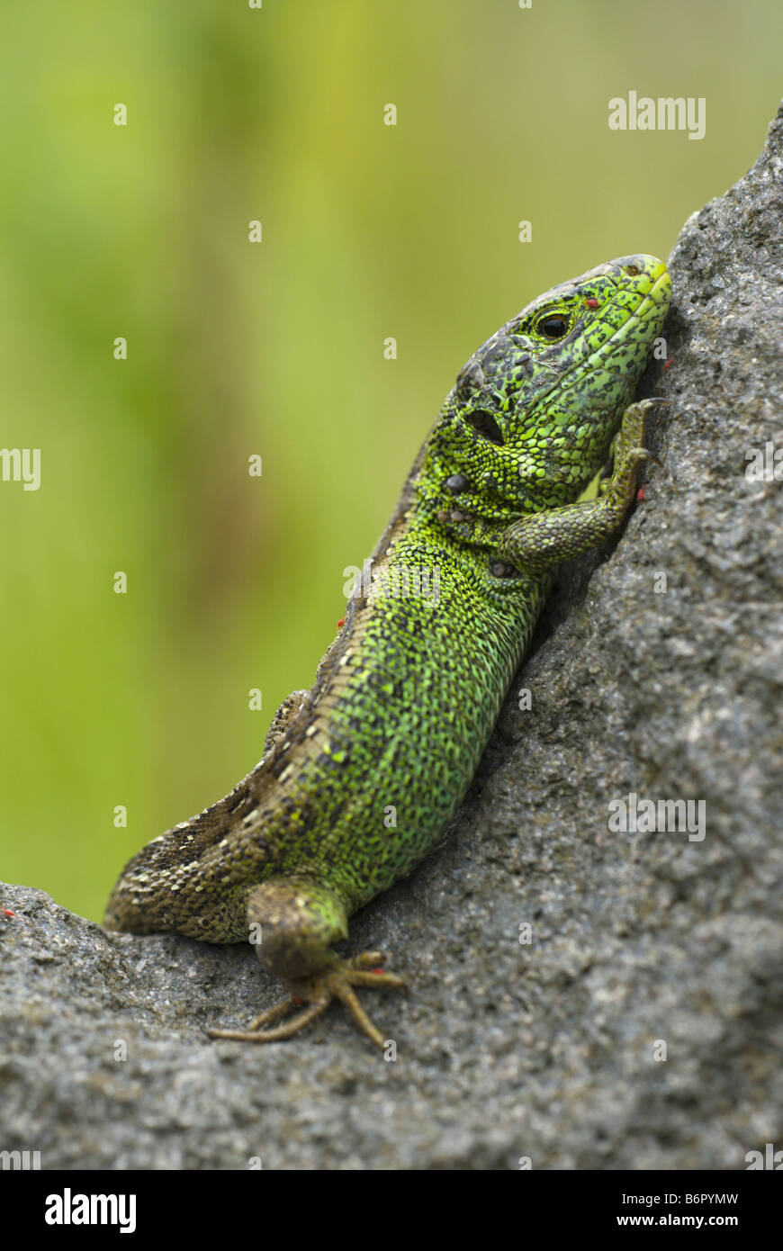 Zauneidechse (Lacerta Agilis), männliche Sonnenbaden auf einem Stein, Deutschland, Saarland Stockfoto