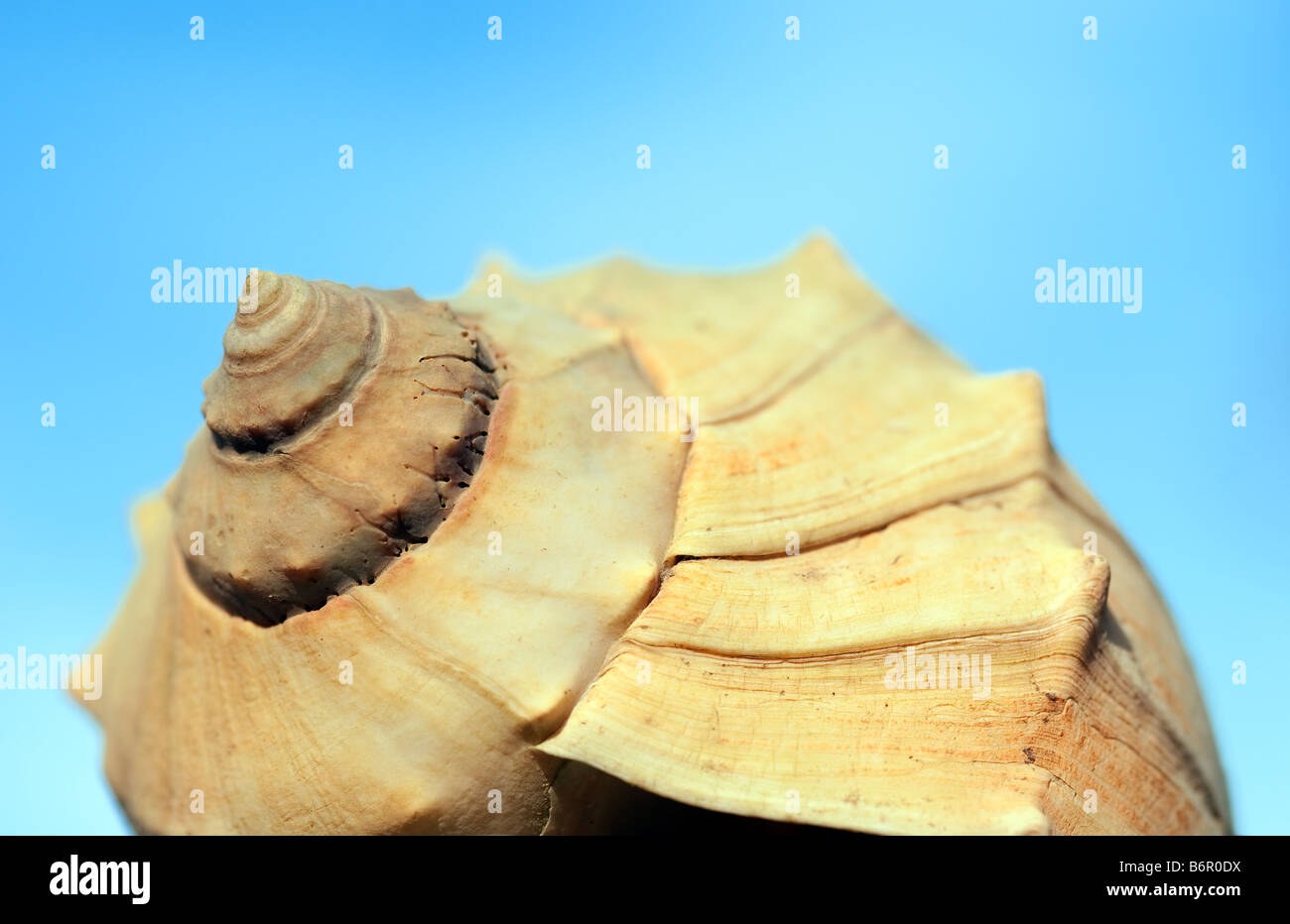Molluske shell Stockfoto
