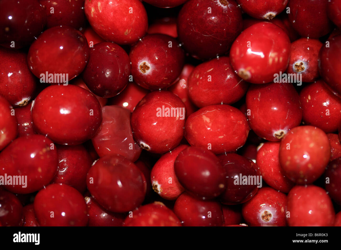 Nahaufnahme von Preiselbeeren Stockfoto