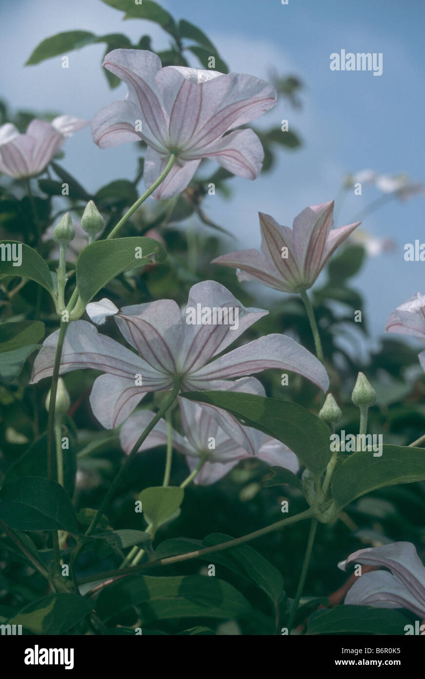 Clematis 'Carins"im Sommergarten. Stockfoto