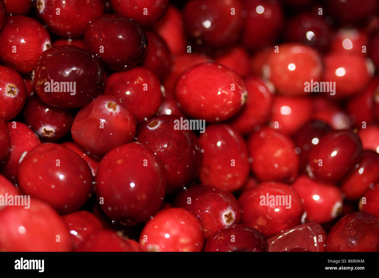 Nahaufnahme von Preiselbeeren Stockfoto