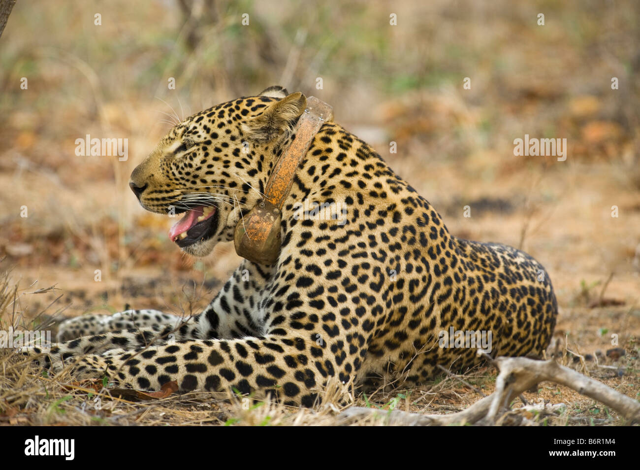 Leoparden Wildlife männlichen Track Radio Kragen wild Telemetrie GPS Richtung Ausrüstung Südafrika Süd Afrika Wildnis zu finden, so Stockfoto