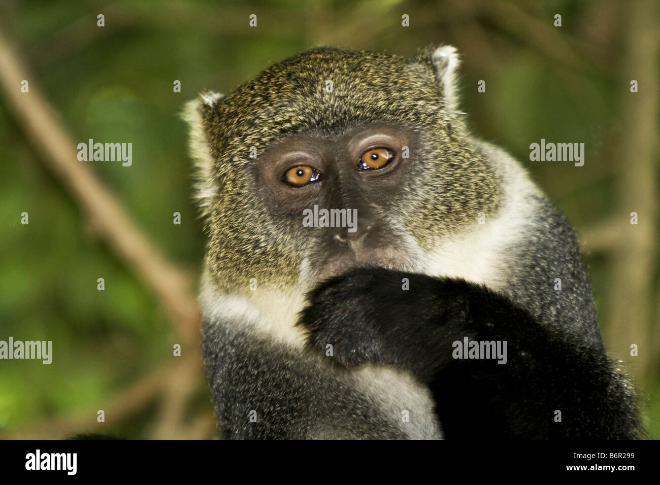 blauer Affe, matrizengeformte Affe, sanfte Affe, Sykes Affen (grüne Mitis), Porträt, Kenia Stockfoto