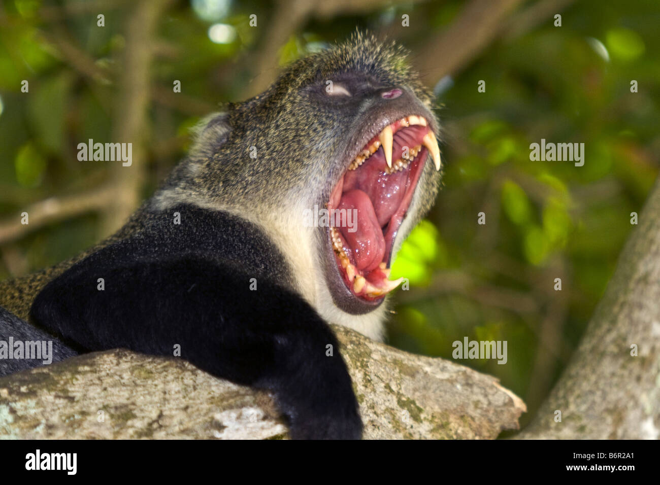 blauer Affe, matrizengeformte Affe, sanfte Affe, Sykes Affen (grüne Mitis), gähnt, Kenia Stockfoto
