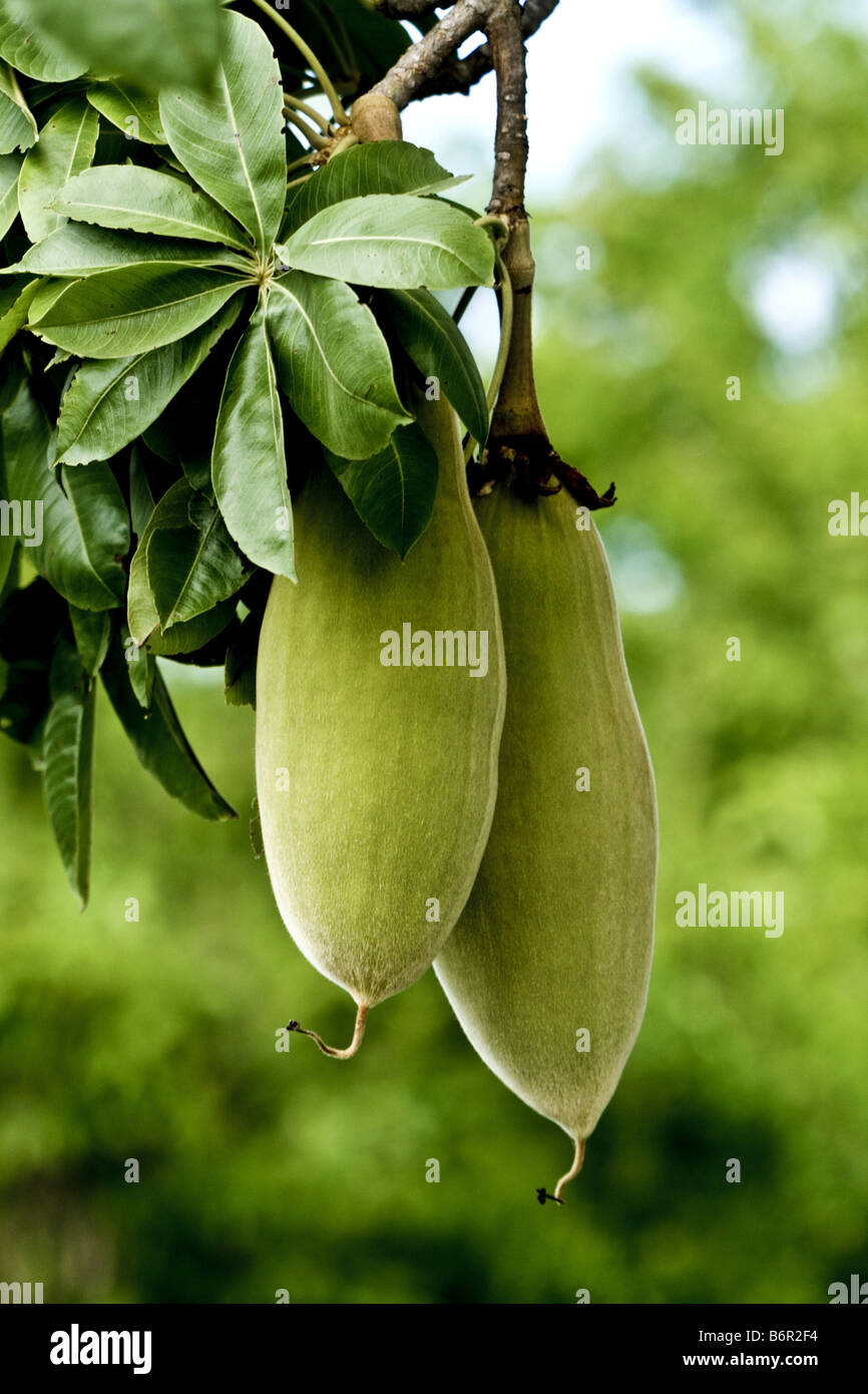 Baobab, Monkey Brot, Affe Tamarinde (Affenbrotbäume Digitata), Früchte des Baobab, Kenia Stockfoto