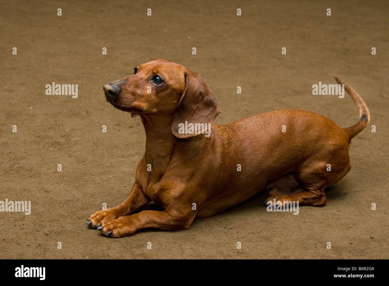 Roten Dackel Hund posiert in Position Stockfoto