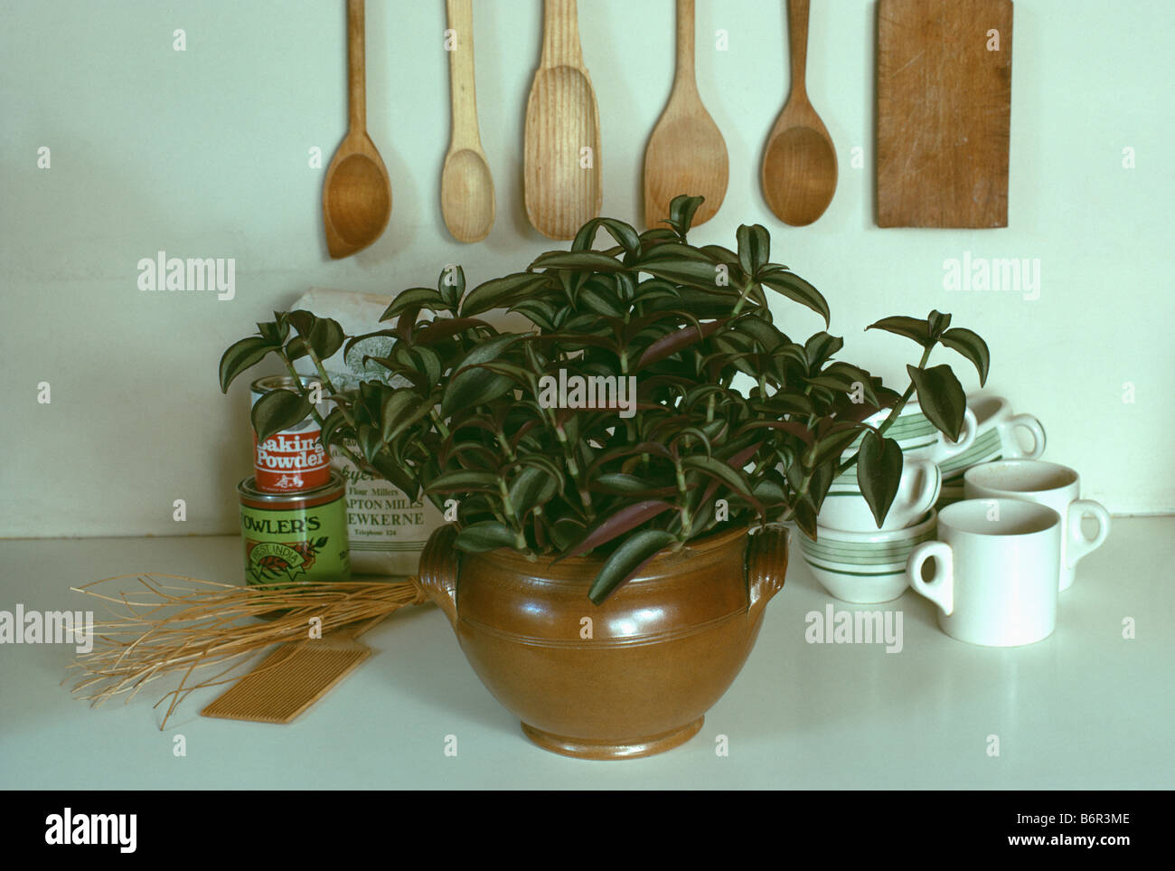zz raven variegata Rare Variegated Pink Raven ZZ Plant Cutting UNROOTED - Zamioculcas  Zamiifolia Raven Variegata - Exotic Black & Pink Plant main image 1