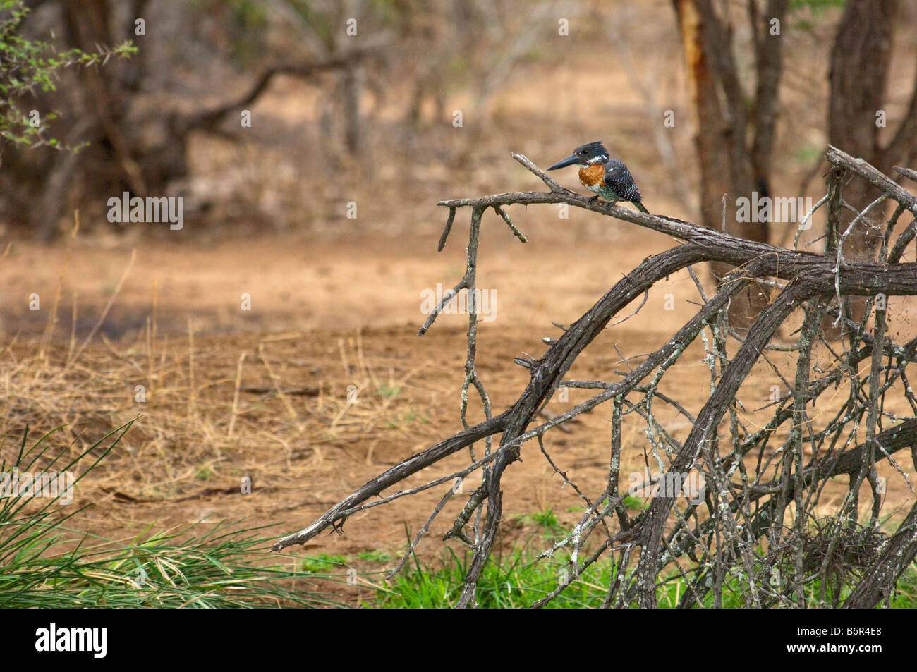 Tierwelt wild Giant Kingfisher afrikanischen Ambiente Megaceryle Maxima, die weiße schwarze Flecken Vogel ALCEDINIDAE Südliches Afrika entdeckt sitzen Stockfoto