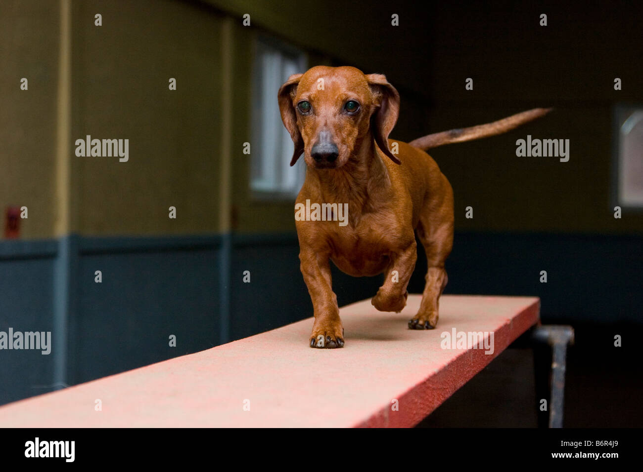 Dackel Hund wandern ohne eine erhöhte plank Stockfoto