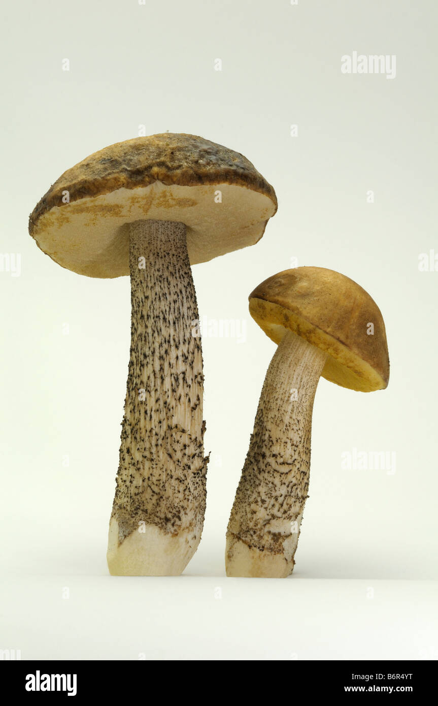 Birch Bolete (Leccinum Scabrum), Studio Bild Stockfoto