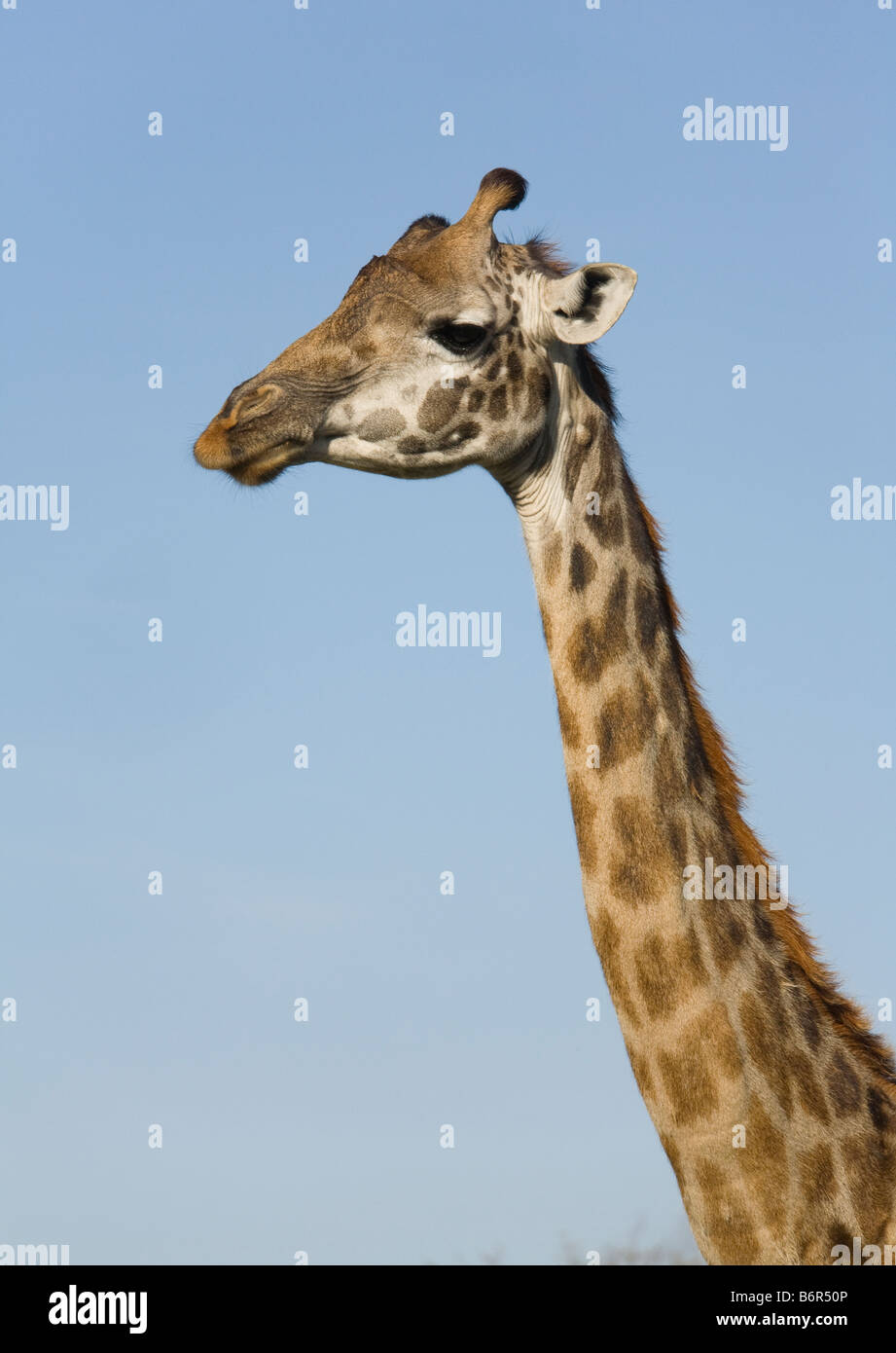 Giraffe in der Masai Mara in Kenia Stockfoto