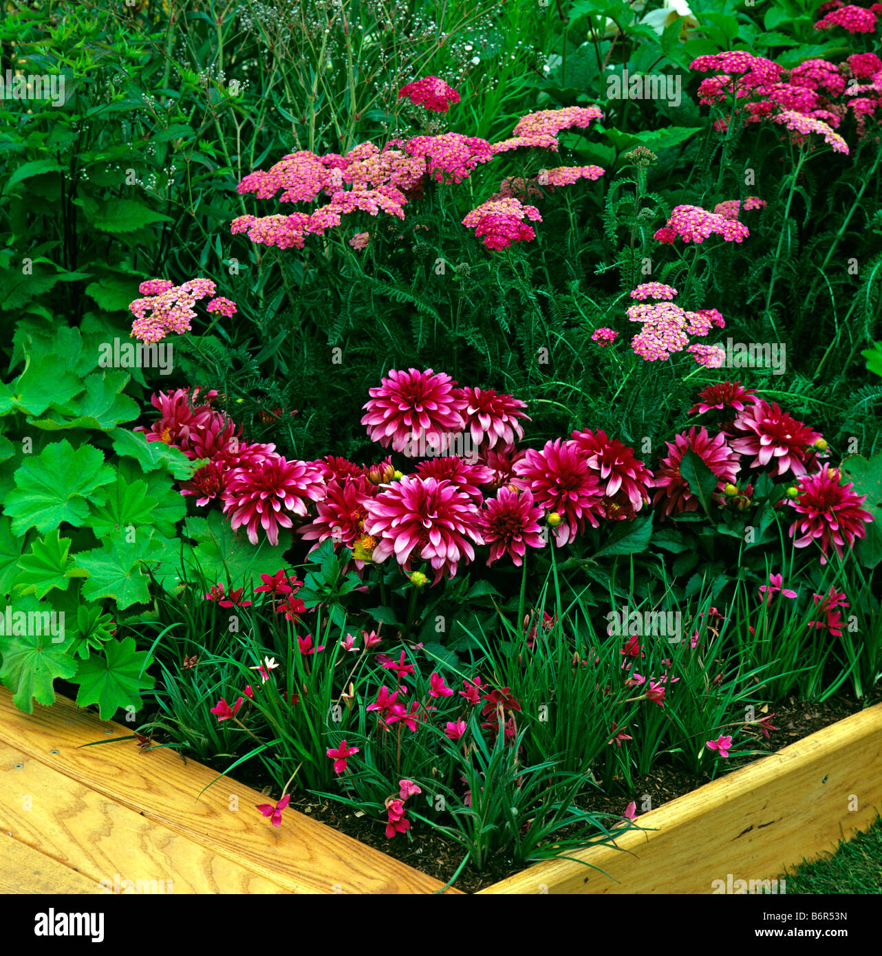 Dahlie 'Art Nouveau' mit rosa Achillea und Rhodohypoxis Stockfoto